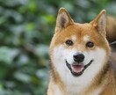 旅立った大切なペットの想いをお伝えします あの子は今何を想っている？霊感タロットでメッセージをあなたへ イメージ5