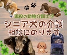 愛しいシニア犬の【飼養・介護】相談にのります 動物介護士・ドッグホテルオーナーが知識と経験で寄り添います イメージ1