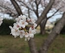 何でも話しを聞きます 些細な事から何でもお話し下さい！リラックスできればと思います イメージ1