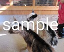 動物写真(ヤギ特集)を提供します ヤギたちの可愛くて癒される写真です♪ イメージ3