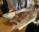 魚釣りのポイントや、おすすめのタックルおしえます 釣り歴39年の釣りバカです❗色々な釣りに精通してます❗ イメージ1