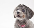 犬猫限定　わんにゃん占い　ペットの気持ちを占います 大切な家族の一員ペットにどんなことを聞いてみたいですか？ イメージ5