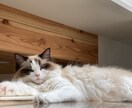 社交不安障害や鬱の方の悩みをお聞きします 悩みから抜けだすにはどうしたらいいかアドバイスします イメージ4