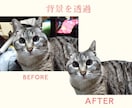 人物・ペット写真をキレイに補正します 明るく・キレイに、大切な一枚を蘇らせます イメージ6