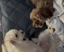 ワンちゃん２匹目飼うの迷ってる方相談乗ります 「2匹目を迎えたけど、これで大丈夫？」多頭飼いの悩みを解消 イメージ4