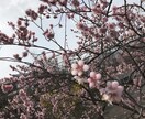 恋愛相談、日々のお悩み、不妊治療、育児相談行います 恋愛相談、不妊治療、育児の悩み、誰かに何かを話したいあなたへ イメージ1