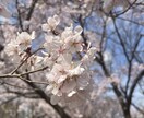 我慢しないで◎現役看護師、何でもお聞きします 精神科経験あり。離婚経験あり。絶対に否定しません。 イメージ1