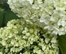植物のお悩み解決します ほんのちょっと相談したい！聞いて！でもOK イメージ1