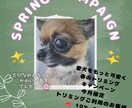 SNSやブログの文章をかわいく作成します 読みやすく伝わる文章を丁寧に作成します イメージ4