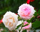 四季折々の景色を提供します 自宅の額縁用の写真を探してる人必見！ イメージ3