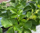 イチゴ栽培指導をビデオチャットにて行います イチゴ栽培指導をビデオチャットにて行います。 イメージ1