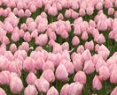 相手の心の奥に隠された本音と愛の行方を霊視します 気持ちと潜在意識を紐解き、二人が望む最高の未来へ導く イメージ3