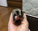 動物の飼育相談、問題行動相談になっております 犬、猿、フクロウ、モモンガ、爬虫類全般、その他飼育経験あり イメージ3