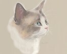 おうちの猫ちゃんでアイコン作ります アイコンやホーム画面などにお使いください^_^ イメージ1