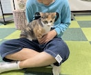 あなたの愛くるしいペット自慢聴きます かわいい、かわいいあなたのペットの癒しを聴かせてください。 イメージ5