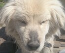 うつ病経験者です。お話聞きます メンタル心理インストラクターの資格を持っています。 イメージ1