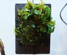 パルダリウム・テラリウム・苔リウムを作成します パルダリウム・テラリウム・苔リウムを作成します。 イメージ4