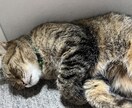 愚痴、自慢話、悩み、などを聞きます 色々な思いや考えを半寝たきり、4児の父が聞きます。 イメージ1