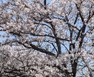 あなたの話したいを聞きます あなたの心に寄り添います(*^^*) イメージ2