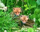 北海道の様々な写真を提供致します 北海道の写真で、忙しい毎日にプチ癒しを！ イメージ5