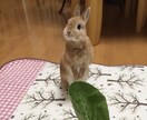 ペットをかわいいパステルの雰囲気でお描きします うちの子をﾊﾟｽﾃﾙの世界へ*.背景名入れ追加料金なしです！ イメージ4