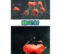 画像の合成、切り抜き、文字入れます お客様との出会いに感謝しスピーディーかつ確実に イメージ3