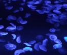 水族館デートのプランを考えます 全国各地の水族館に行く水族館好きによるデートプランを考えます イメージ1