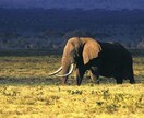 初めてのタンザニア旅の旅行プランの相談をします あなたのタンザニア旅、もっと特別に イメージ1