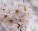 あなたのお話し何でも受け止めます 楽になりたい！癒して欲しい方！繊細な気持ちも理解します。 イメージ2