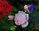 美しいバラの写真をご提供いたします。 イメージ3