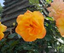お花からのメッセージをお伝えします 気になったお花のお写真から、お花のメッセージをお伝えします イメージ4