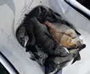 初心者歓迎フカセ釣りで釣れない原因と対策を教えます フカセ釣りで釣れない理由と釣った魚の美味しい食べ方教えます イメージ3