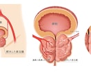 分かりやく見やすい！医療・解剖イラストを作成します 医療系イラスト実績あり！WEB・資料・論文作成をサポート！ イメージ6