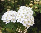 お花からのメッセージをお伝えします 気になったお花のお写真から、お花のメッセージをお伝えします イメージ3