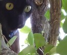 あなたの愛する愛猫愛犬の意識体又は魂と対話します チャネリングで≪マニマルソウルコンタクト≫彼らからの最高愛♥ イメージ6