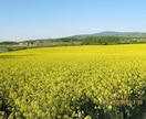 北海道完全ガイドします 日本をまわり世界をまわった！たくーーやが、旅をナビゲート☆ イメージ5