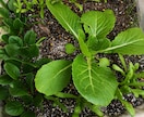 プランター無農薬・無化学肥料の野菜作りお教えします あなたの環境に合った優しい家庭菜園が学べます イメージ8