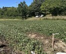 家庭菜園の花壇作りから有機栽培のアドバイスします 新米有機栽培農家ですが、皆さんで庭に「ボタジェ」をりましょう イメージ3