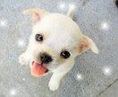 かわいいペットのお名前をお探しします 新しい家族になったペットの名前が決まらない！そんな方に… イメージ3