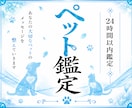 ペットの本音とあなたへの想いを霊視します 言えない気持ち…この子は全部伝えています イメージ1