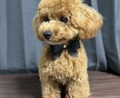わんちゃんの首輪作ります リボン取り外し可能な2wayタイプ イメージ7
