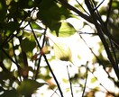 写真撮ります Nikonで写真を撮ります。自然系。 イメージ2