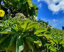 沖縄県総合運動公園の風景の写真を販売します 逆光に透過された葉の美、沖縄らしい植物等の写真 イメージ1