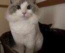 わんちゃん猫ちゃんをリアルタッチでイラストにします ペットのリアルタッチイラスト化 イメージ6