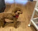 トイプードルのモデル写真・動画提供します 撮影シチュエーションご相談下さい イメージ3
