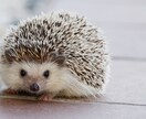 一人暮らしで飼えるペットを教えます 日々の生活を豊かで快適なものにする為に イメージ5