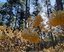 ミツマタの、写真を提供します みつまたの花の写真集です。春のみ咲く貴重なお花。 イメージ1