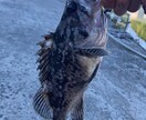元釣具屋店員が北海道での海釣りを教えます 釣りを始めてみたい初心者の方向けです！ イメージ1