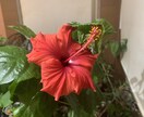 花の育て方を教えます 育てとい花の簡単な育て方を教えます。 イメージ1