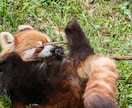 誰でも構いませんよ！常識範囲内だと助かります 何でもお話しをして下さいね！いつでもお待ちしております。 イメージ3